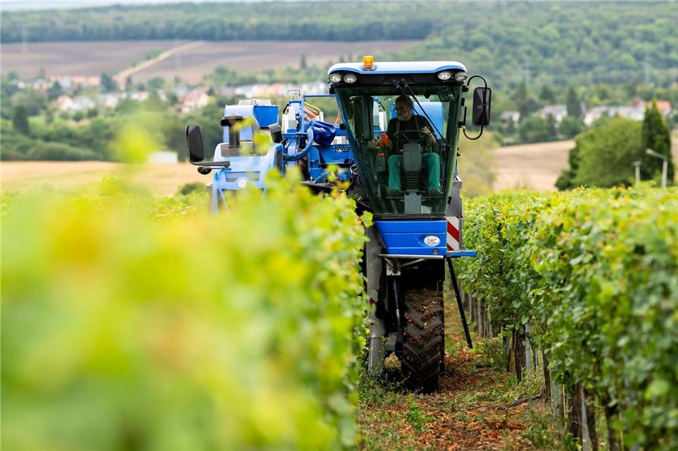 Thüringens Winzer stehen in den Startlöchern für die Weinlese (Archivfoto).Jacob Schröter/dpa