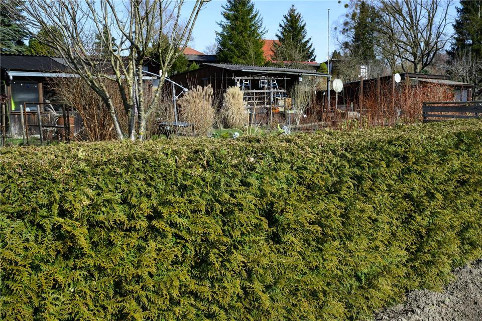 Thujen sind in Brandenburgs Kleingärten verboten.Patrick Pleul/dpa