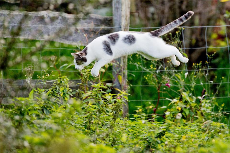 Tierärzte fordern eine Kastrationspflicht von Katzen, die frei herumlaufen dürfen. (Symbolbild)Julian Stratenschulte/dpa