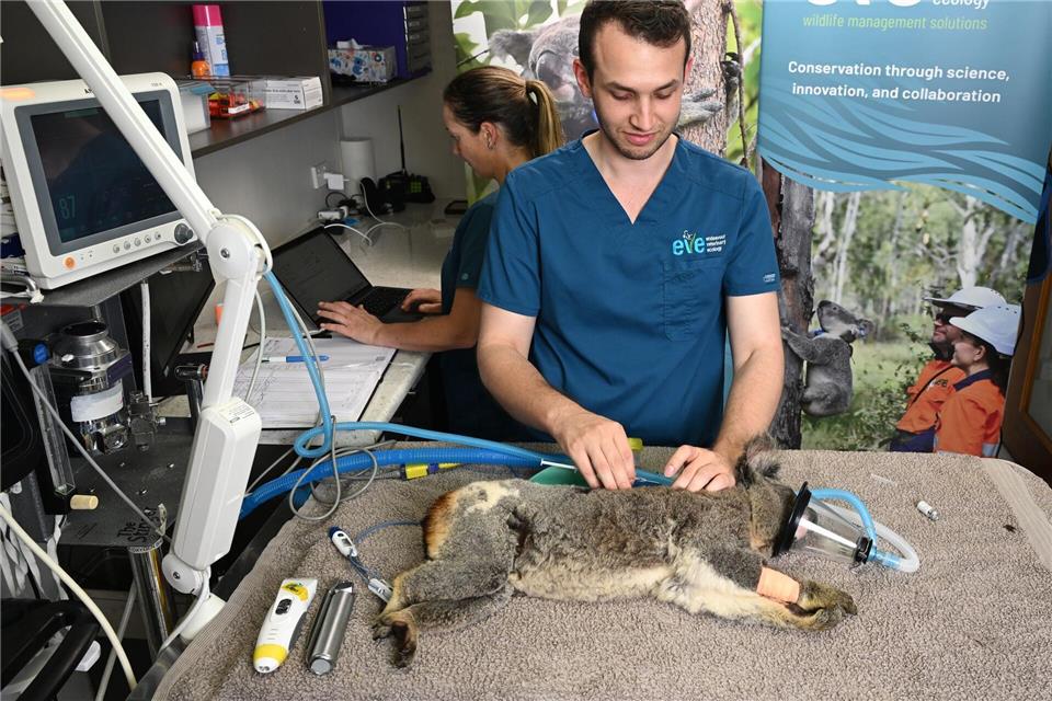 Australien lässt Impfstoff gegen tödliche Koala-Krankheit zu Tierärzte sagen, es sei traumatisch, die Folgen einer Chlamydien-Infektion bei Koalas zu sehen.Darren England/AAP/dpa