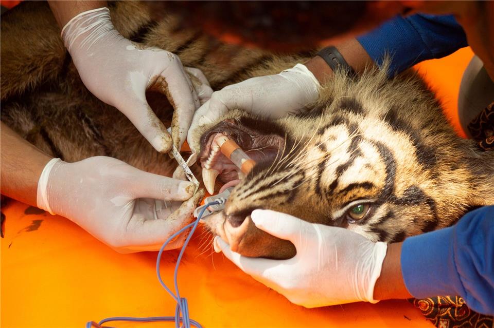 Tierärzte untersuchten die Raubkatze.Andri Mardiansyah/XinHua/dpa