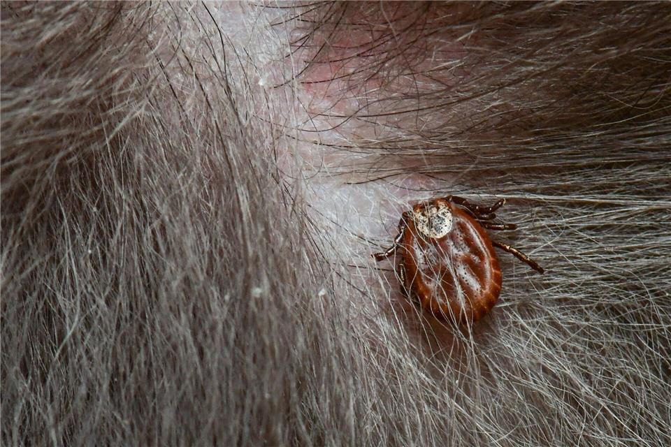 Tierärzte warnen vor einer Übertragung der Babesiose beim Hund durch Zecken. Umgangssprachlich wird die Erkrankung Hundemalaria genannt. (Symbolbild)Patrick Pleul/dpa-Zentralbild/dpa