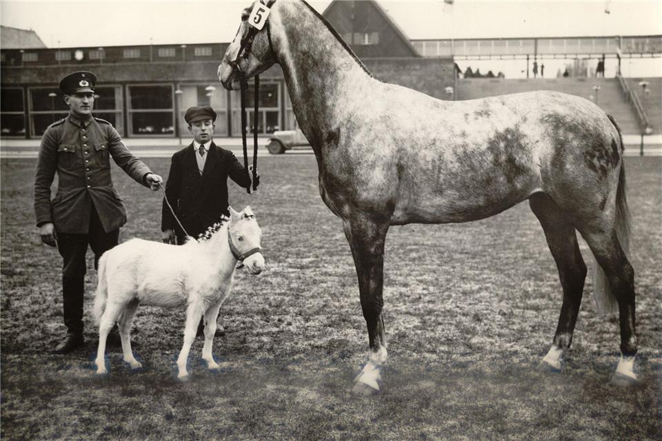 Tierausstellungen und Reitturniere waren bereits in den ersten Messejahren zentrale Bestandteile. -/Messe Berlin GmbH/dpa
