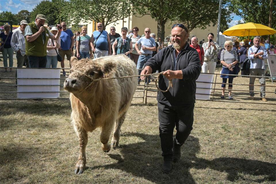 Tiere gehören zum historischen Erntefest - hier ein Galloway-Rind. Heiko Rebsch/dpa