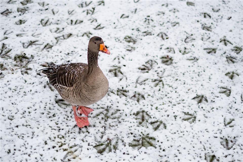 Tiere wie etwa Gänse weichen instinktiv und kurzfristig in schneefreie Gebiete aus. (Symbolbild)picture alliance / Axel Heimken/dpa