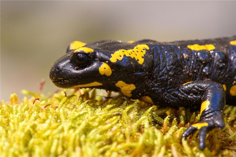 Tierfreunde aus dem Landkreis Mittelsachsen haben Larven des Feuersalamanders an einem Zufluss zur Zschopau vor dem Austrocknen bewahrt (Archvibild)Klaus-Dietmar Gabbert/dpa