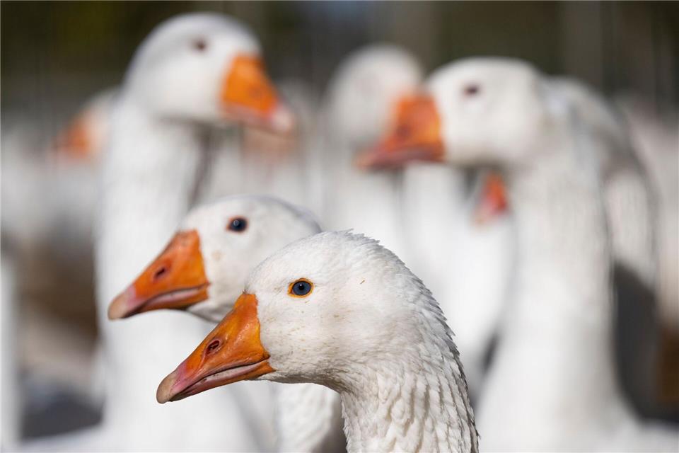 Tierhalter sollen ihre Tiere genau beobachten und bei Krankheitsanzeichen sofort das Veterinäramt informieren. (Symbolbild)Boris Roessler/dpa