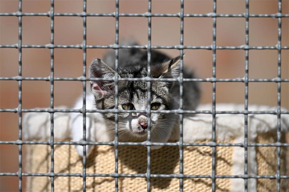 Tierheime gehören mit zu den Leidtragenden des „Animal Hoardings“: Sie müssen oft eine große Zahl von Tieren in schlechtem Zustand aufnehmen, wenn die Behörden den Haltern diese wegnehmen. (Symbolbild)Martin Schutt/dpa