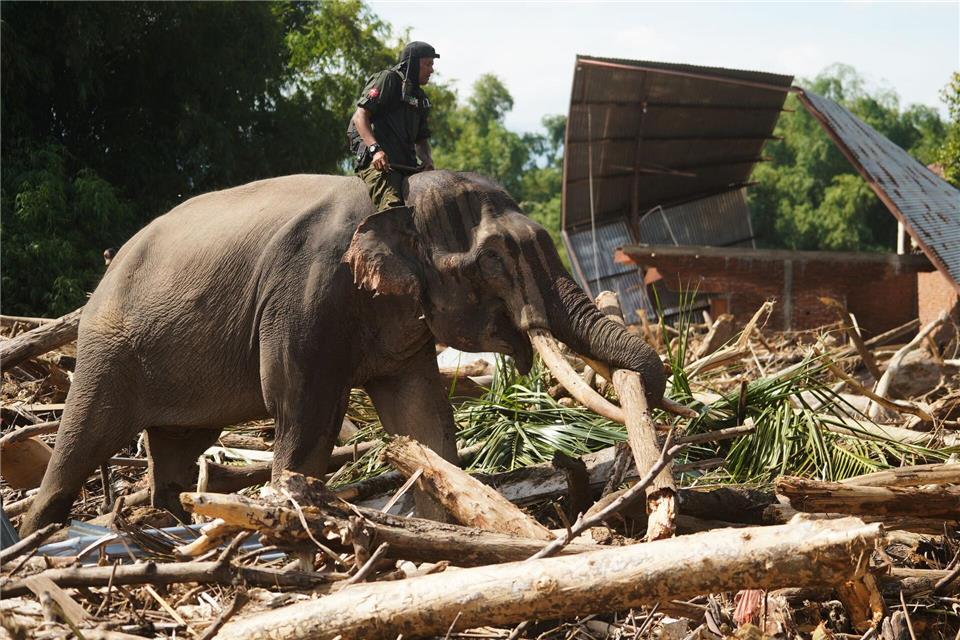 Tierisch stark: Ein Elefant beseitigt Trümmer nach schweren Überschwemmungen in der indonesischen Provinz Aceh.Ahyar Tarmizi/AP/dpa