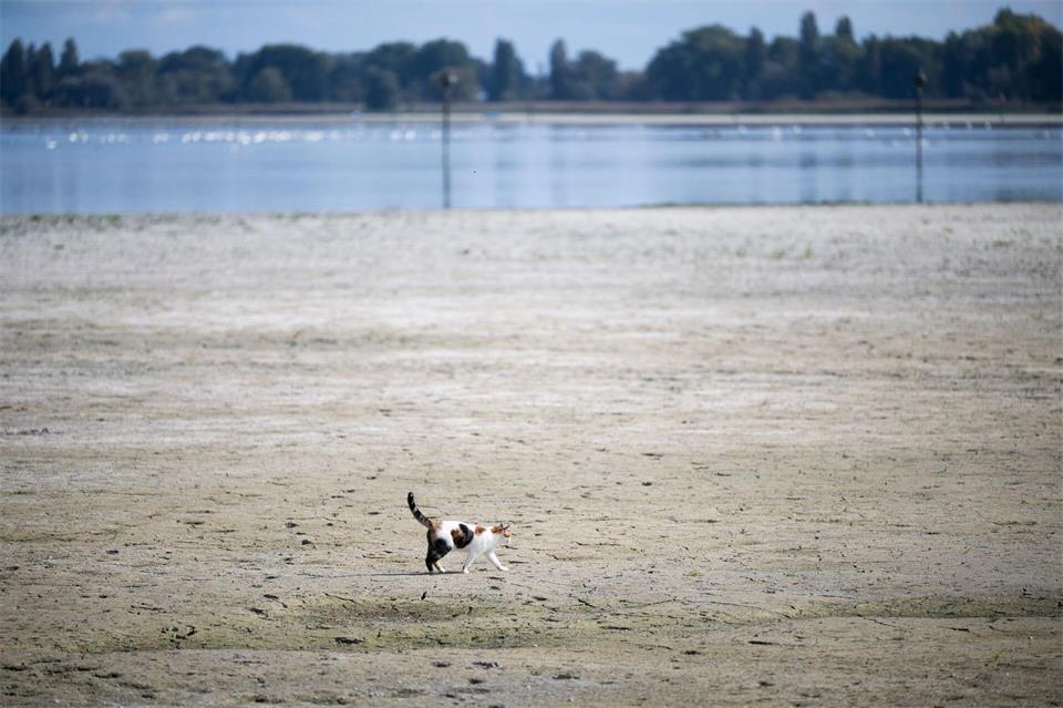 Tierisch trocken. Eine Katze läuft über den Seegrund im Schweizer Teil des Bodensees.Gian Ehrenzeller/KEYSTONE/dpa
