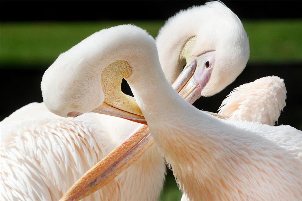 Tierische Liebe: Zum Valentinstag bieten mehrere NRW-Zoos spezielle Führungen an. (Symbolbild)Roland Weihrauch/dpa