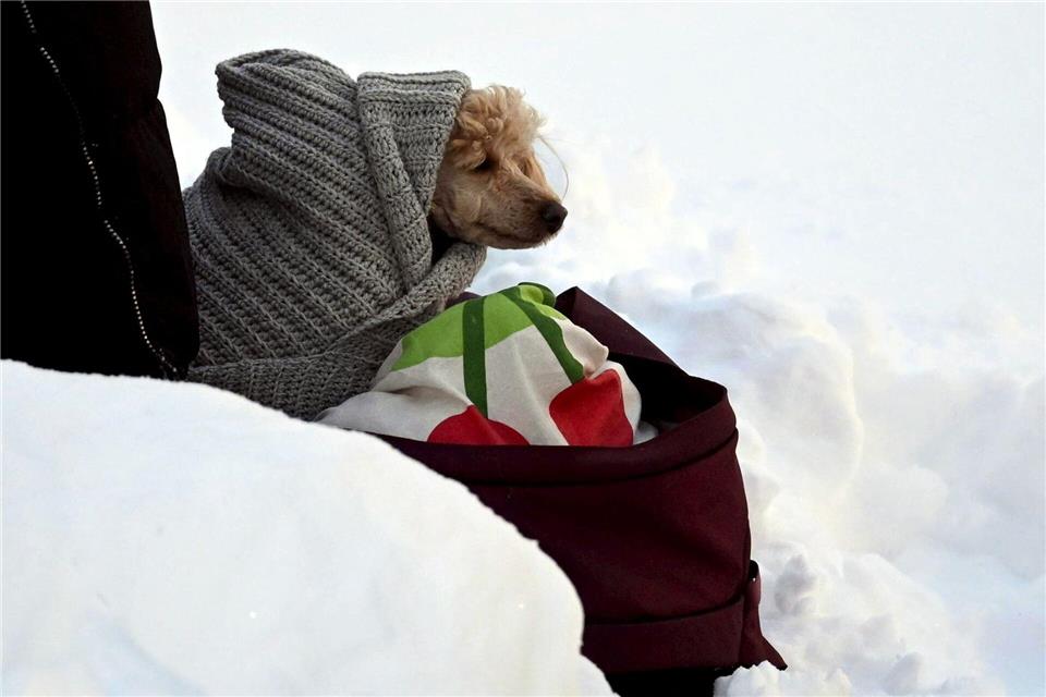 Tierischer Zuschauer beim Ski-Weltcup -in eine Decke eingewickelter Hund wartet an der Strecke der Langläufer.Vesa Moilanen/Lehtikuva/dpa
