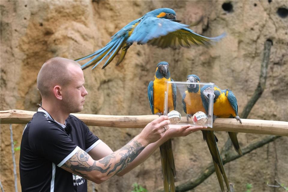 Tierpfleger Florian Ullmann trainiert im Leipziger Zoo Blaukehl-Aras für ihre Aufgabe als Tierorakel für die Fußball-WM.Sebastian Willnow/dpa