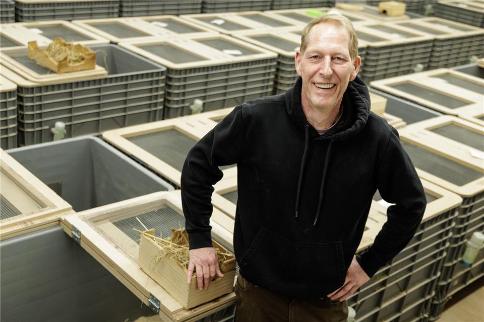 Tierpfleger Jörg Kritschker bringt die für die Verpaarung vorgesehenen Weibchen und Männchen zusammen. David Ebener/dpa