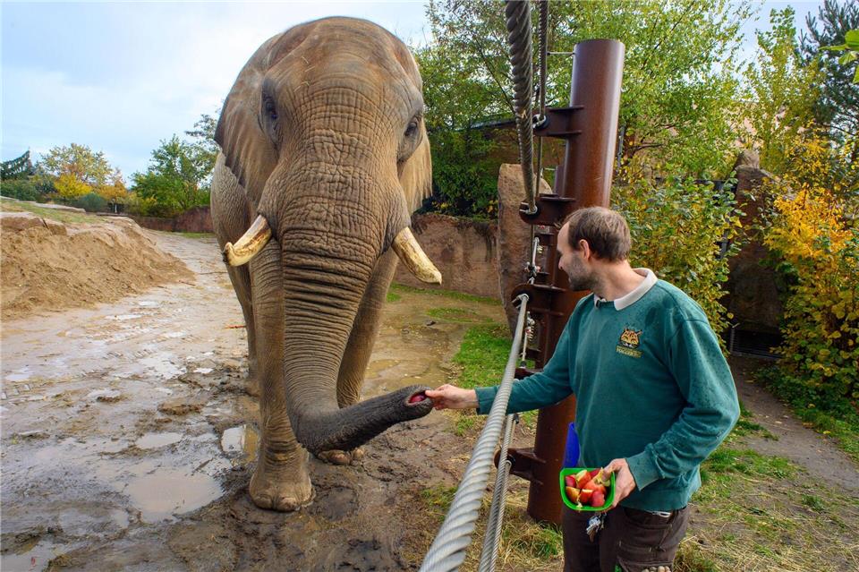 Tierpfleger Stefan Gluch zusammen mit dem afrikanischen Elefantenbullen „Kando“ im Zoo Magdeburg. Landesweit findet am Sonntag der erste Zootag in Sachsen-Anhalt statt. Klaus-Dietmar Gabbert/dpa