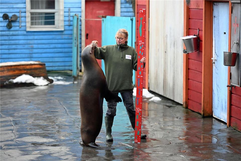 Tierpflegerin Sigrid Lauenstein misst hier eine Robbe. Shireen Broszies/dpa