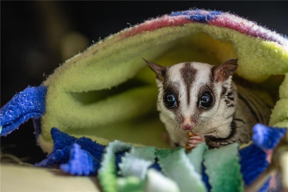 Tierschützer raten davon ab, Sugar Glider privat zu halten. Marc Jeworrek/Deutscher Tierschutzbund/dpa