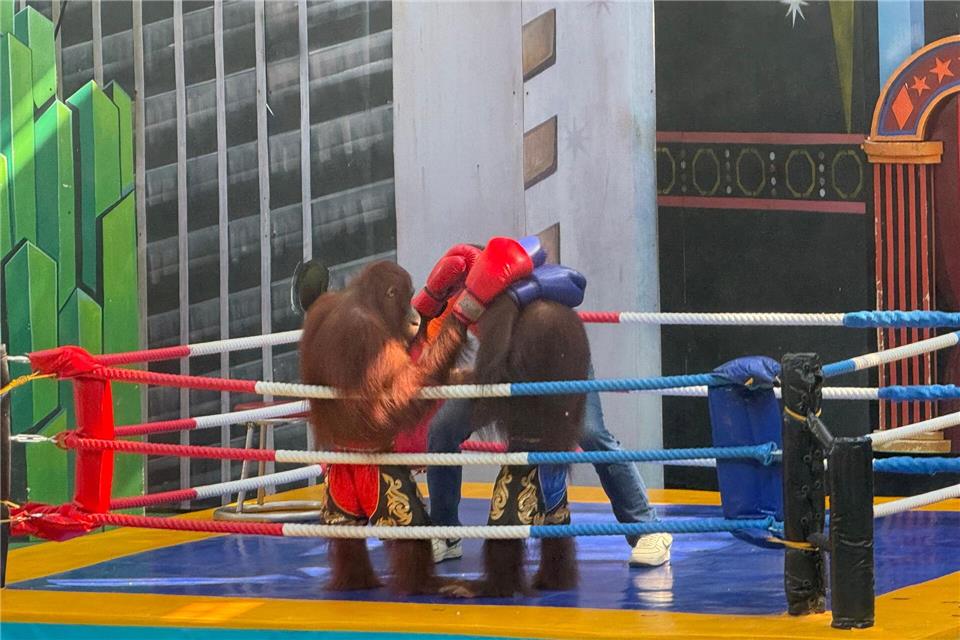 Tierschützer sind entsetzt über die Box-Spektakel.Carola Frentzen/dpa