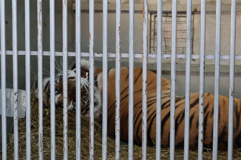 Tiger aus Sachsen haben erste Schritte in Spanien gemacht. (Archivbild)Handout / Berlin/Animal Advocacy and Protection/dpa