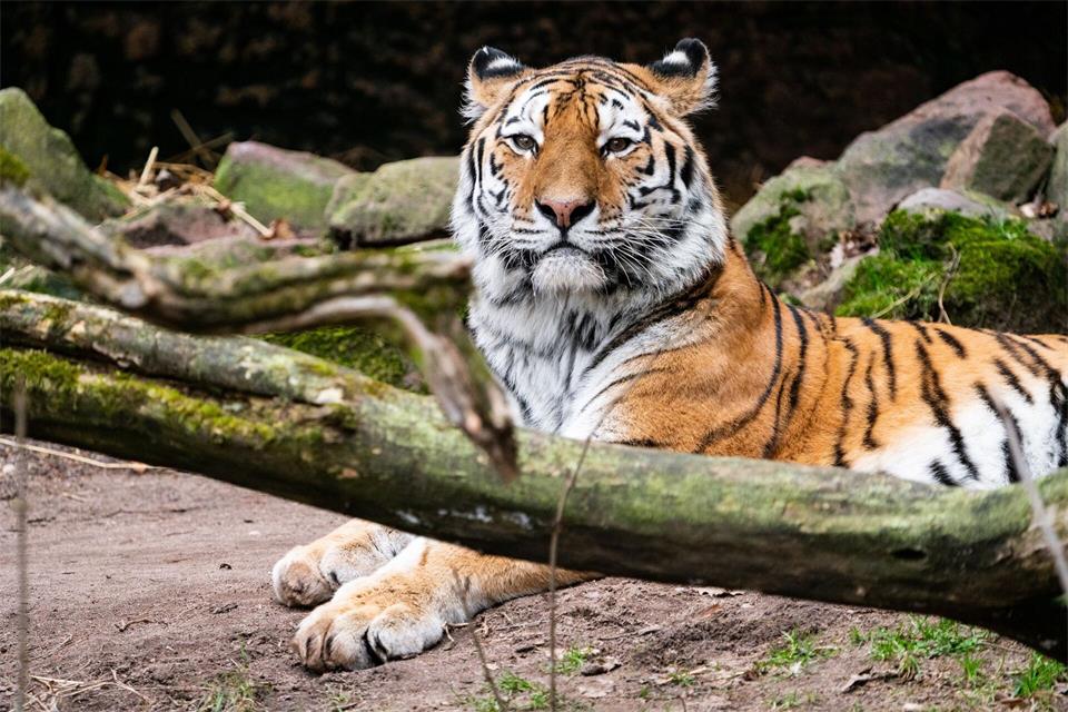 Tigerkater Manu hat im Zoo Landau ein neues Zuhause gefunden. Tom Burger/Tiergarten Nürnberg/dpa