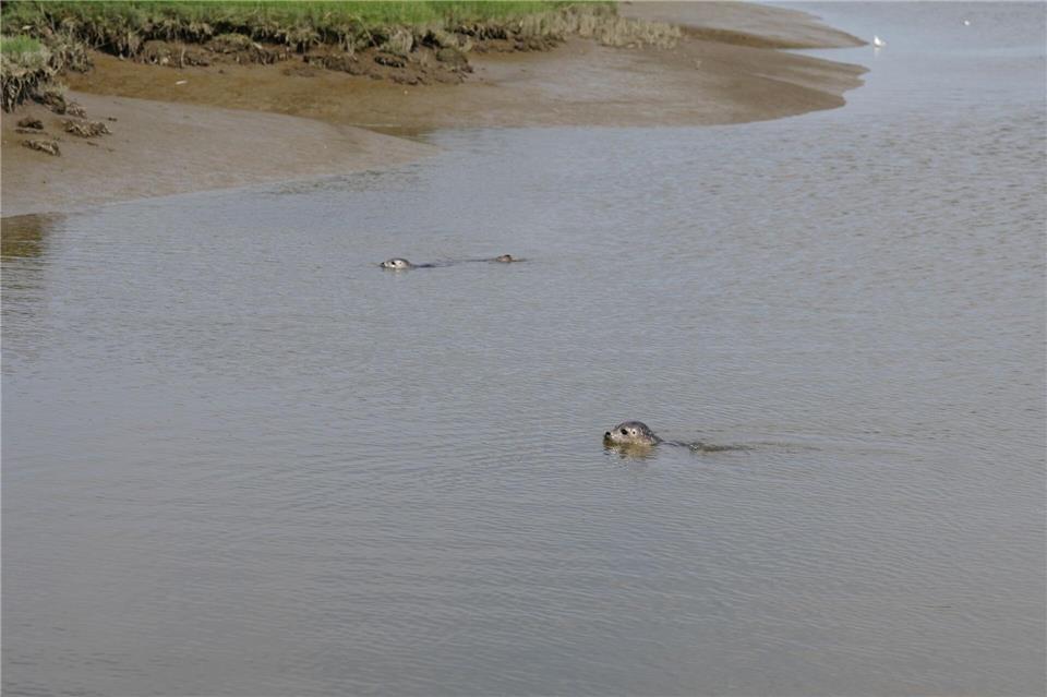 Tilda und Benno sind ausgewildert.Marcus Brandt/dpa