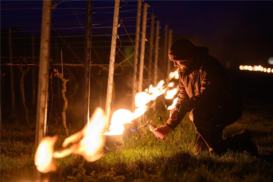 Till Neumeister, Weinbauleiter, entzündet ein Feuer zwischen den Rebstöcken in einem Weinberg. Robert Michael/dpa