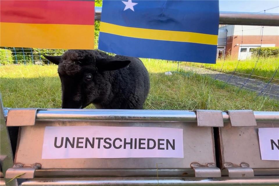 Tina gehört zur Rasse des Rauhwolligen Pommerschen Landschafs (Handout)-/Freie Universität Berlin Fachbereich Veterinärmedizin/dpa