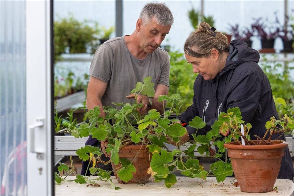 Tipps für die richtige Pflanzenpflege: Marcel Soblik erklärt in einem Workshop der Teilnehmerin Selda Arslantekin den richtigen Schnitt einer Duftpelargonie. Jürgen Lösel/dpa