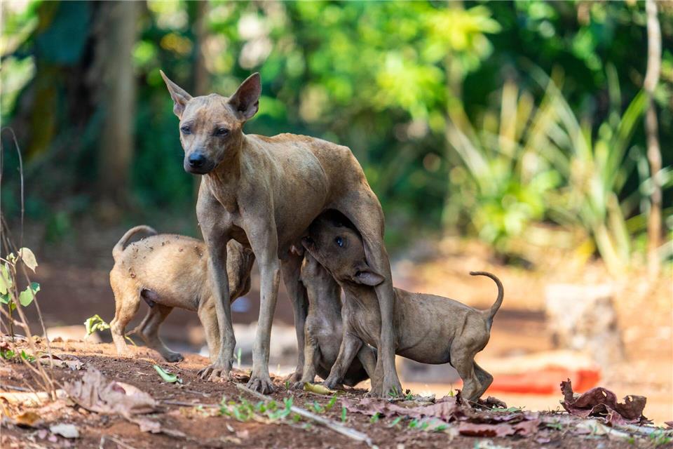 Tollwut wird fast ausschließlich über Kratzer oder Bisse von infizierten Hunden auf Menschen übertragen.picture alliance / dpa Themendienst