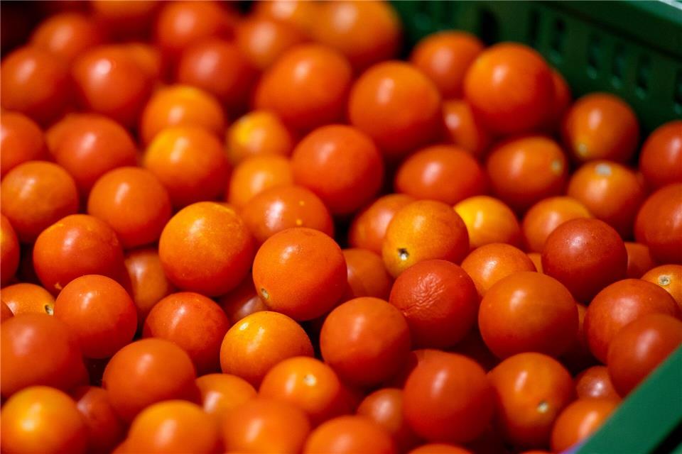 Tomaten aus Brandenburg statt aus dem Ausland? Brandenburgs Agrarministerin wirbt für ein Umdenken im Lebensmitteleinzelhandel.Monika Skolimowska/dpa