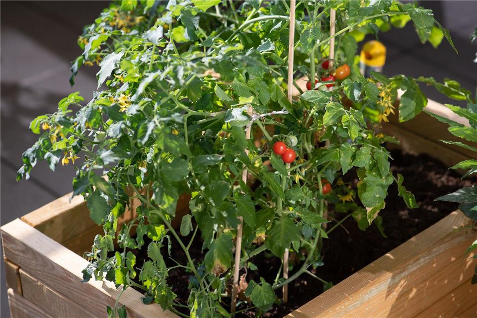 Tomaten kommen erst nach draußen, wenn keine Fröste mehr zu erwarten sind.Andrea Warnecke/dpa-tmn
