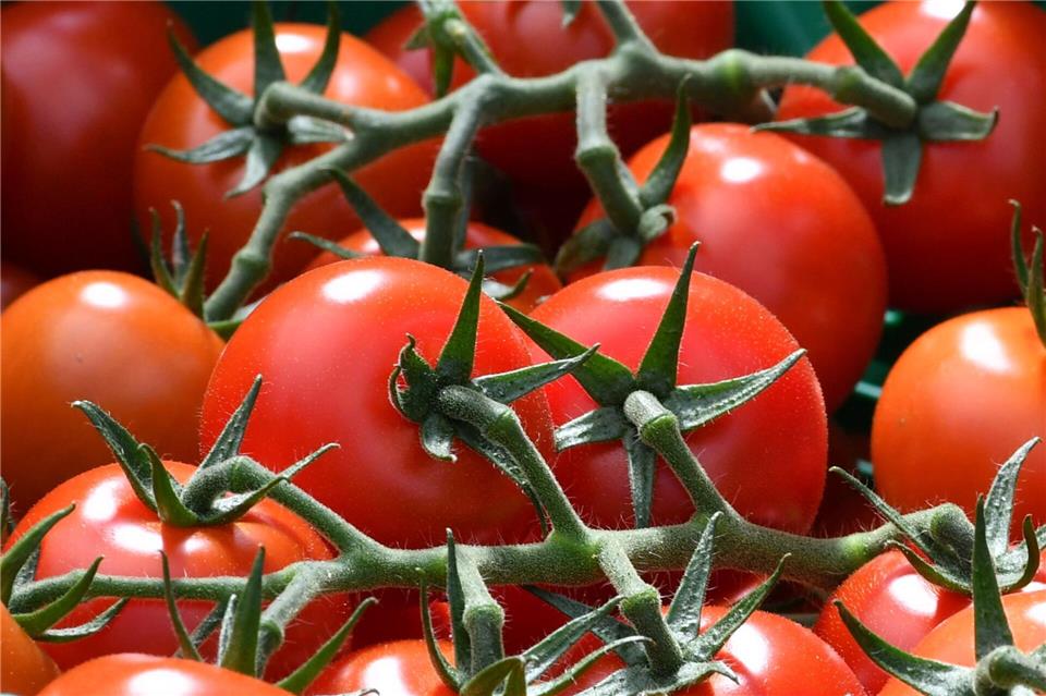 Tomaten machten einen Großteil der Ernte aus. (Symbolbild)picture alliance / dpa