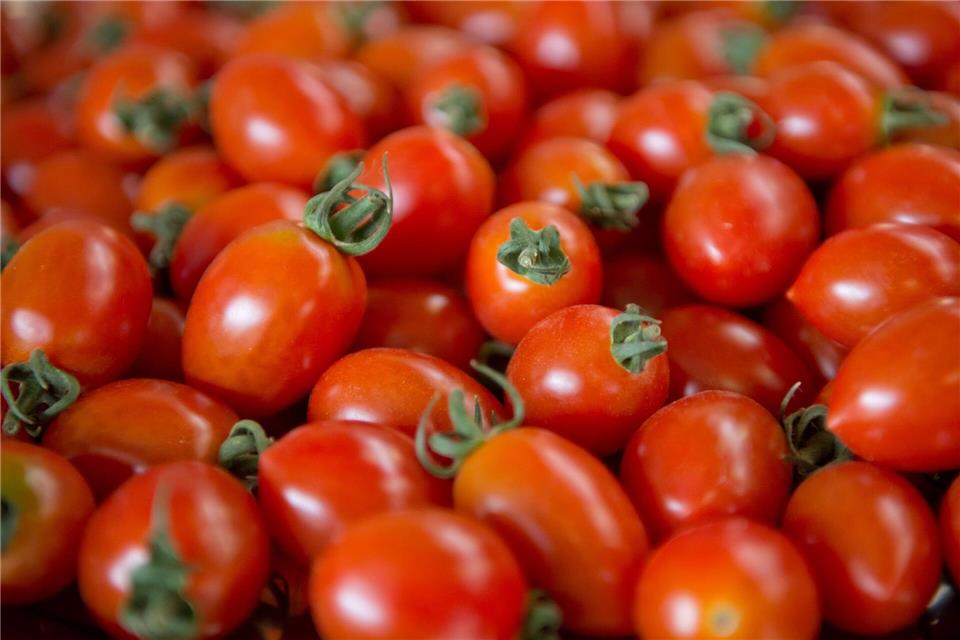 Tomaten werden tonnenweise angebaut. (Archivbild)picture alliance / dpa