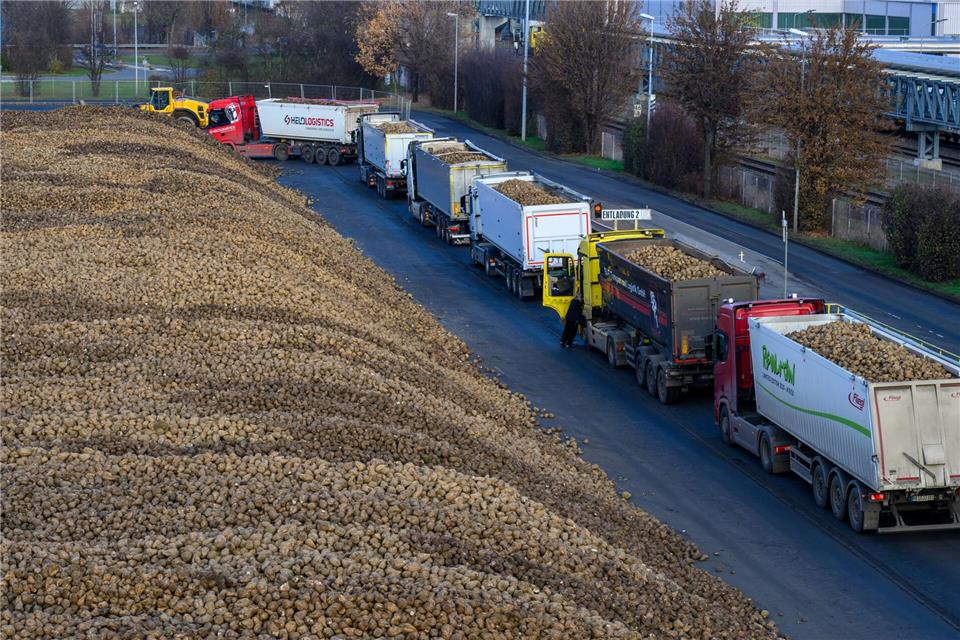 Tonnenweise werden die Rüben in die Zuckerfabriken gefahren. Hendrik Schmidt/dpa