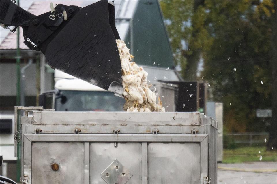 Tote Enten kommen in einen Transportbehälter. Christophe Gateau/dpa