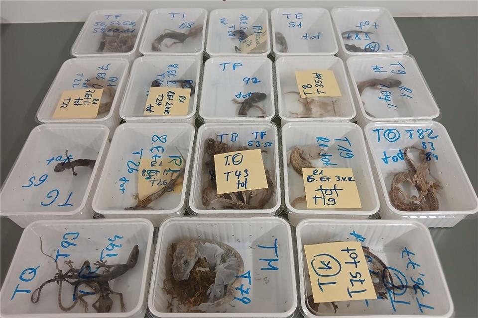 Tote Geckos liegen in Behältern nebeneinander auf einem Tisch. Die Tiere wurden bei einem Reptilienhalter in Unterfranken gefunden.-/LRA Haßberge/dpa