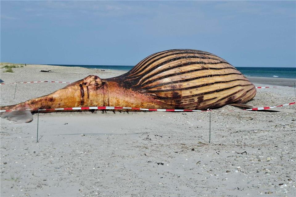Toter Buckelwal am Strand von Anholt – Obduktion geplantKai Moorschlatt/dpa