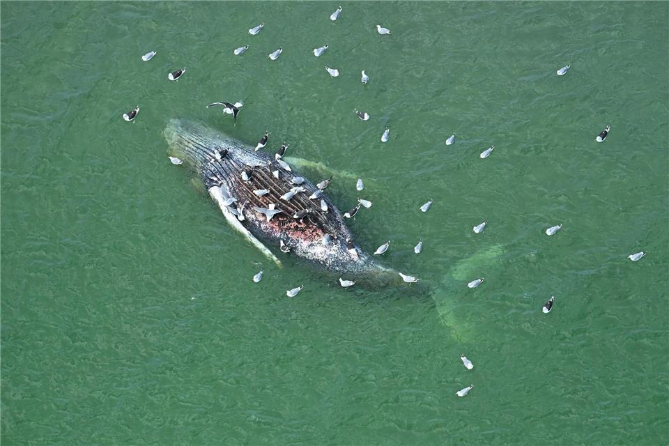 Toter Wal vor Anholt entdeckt: Identisch mit dem Tier von Timmendorfer Strand?Jonas Walzberg/dpa