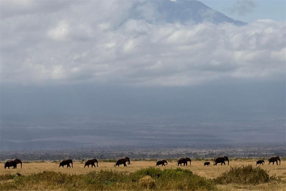 Tourismus ist für Kenia eine wichtige Einnahmequelle - und die Hoffnung auf die Sichtung von Elefanten vor dem Hintergrund des Kilimanjaro ein Anziehungspunkt für viele Safari-Touristen. (Archivbild)Eva Krafczyk/dpa