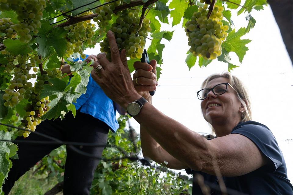 Tourismusministerin Barbara Klepsch macht bei der Weinlese mit. Katharina Kausche/dpa