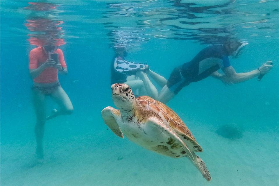 Touristen filmen eine Meeresschildkröte, die am Strand von Piskado schwimmt.Matias Delacroix/AP/dpa