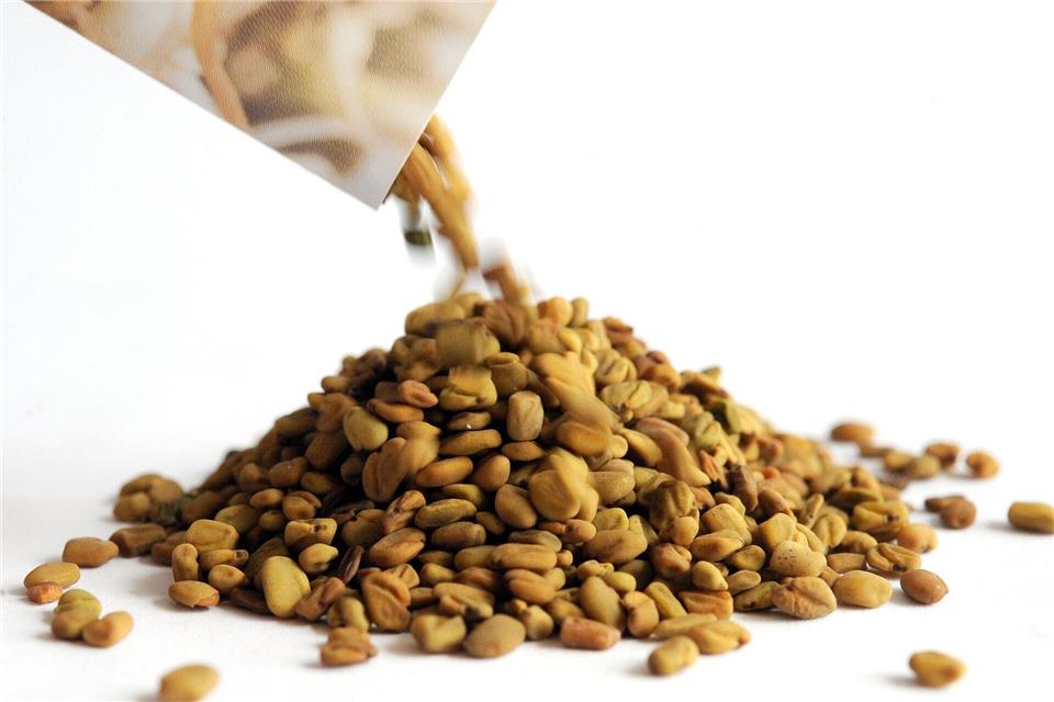 Traditionelle Verwendung: Neben der Küche spielt Bockshornklee auch in der Medizin eine Rolle und wird seit Jahrhunderten als Heilpflanze geschätzt.Holger Hollemann/dpa/dpa-tmn