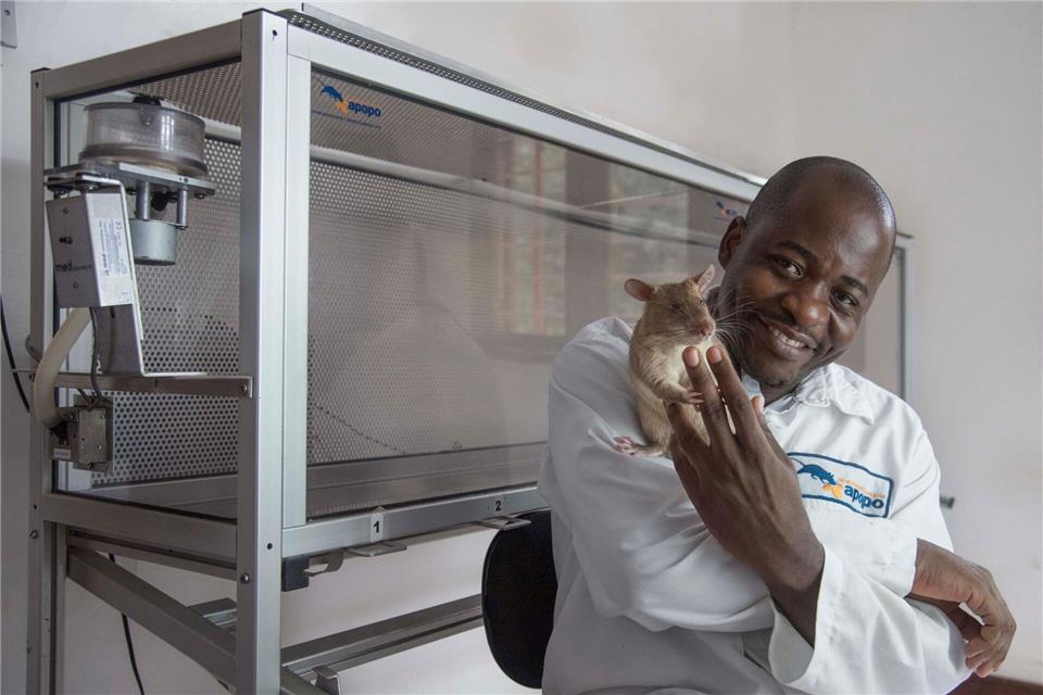 Trainiert wurden die Nagetiere im ostafrikanischen Tansania.Apopo/dpa