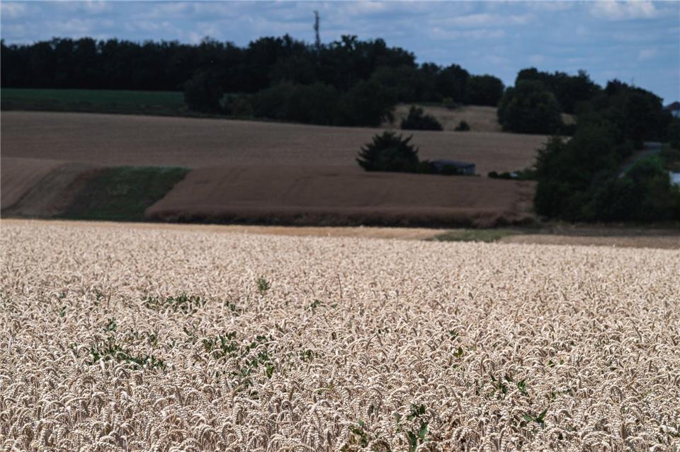 Trockene Witterung im Sommer - Fluch und Segen zugleich für die hessische Getreideernte. (Symbolbild)Hannes P. Albert/dpa