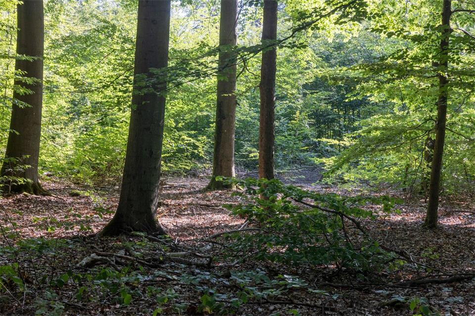 Trockenheit kann die Gefahr für Waldbrände steigern. (Archivbild)Helmut Fricke/dpa