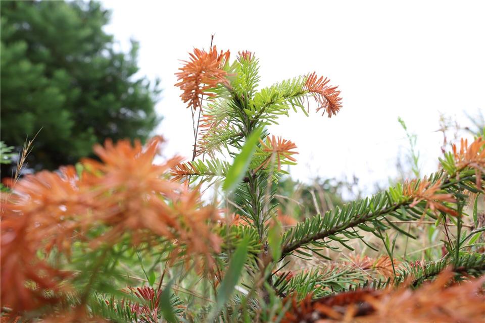 Trockenheit setzt vor allem jungen Christbäumen immer mehr zu. (Archivbild)Karl-Josef Hildenbrand/dpa
