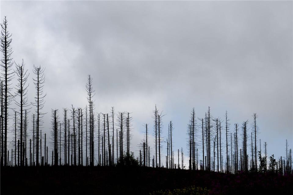 Trockenheit und Hitze fördern den Borkenkäfer. (Illustration)Julian Stratenschulte/dpa