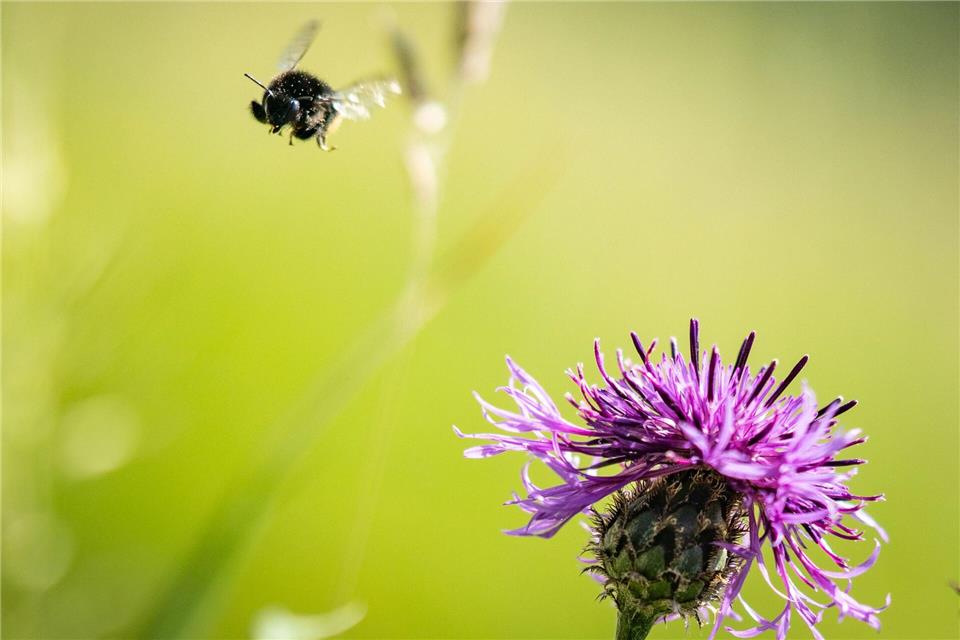 Trockenheitsverträgliche Stauden bieten auch in heißen Sommern Nahrung für Insekten.Frank Rumpenhorst/dpa/dpa-tmn