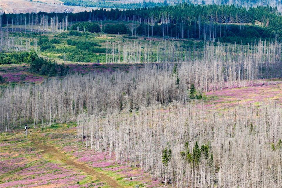 Trotz Fortschritten bei der Aufforstung im Harz: Schädlingsbefall und Trockenheit machen den Wäldern weiterhin zu schaffen. (Symbolbild)Julian Stratenschulte/dpa