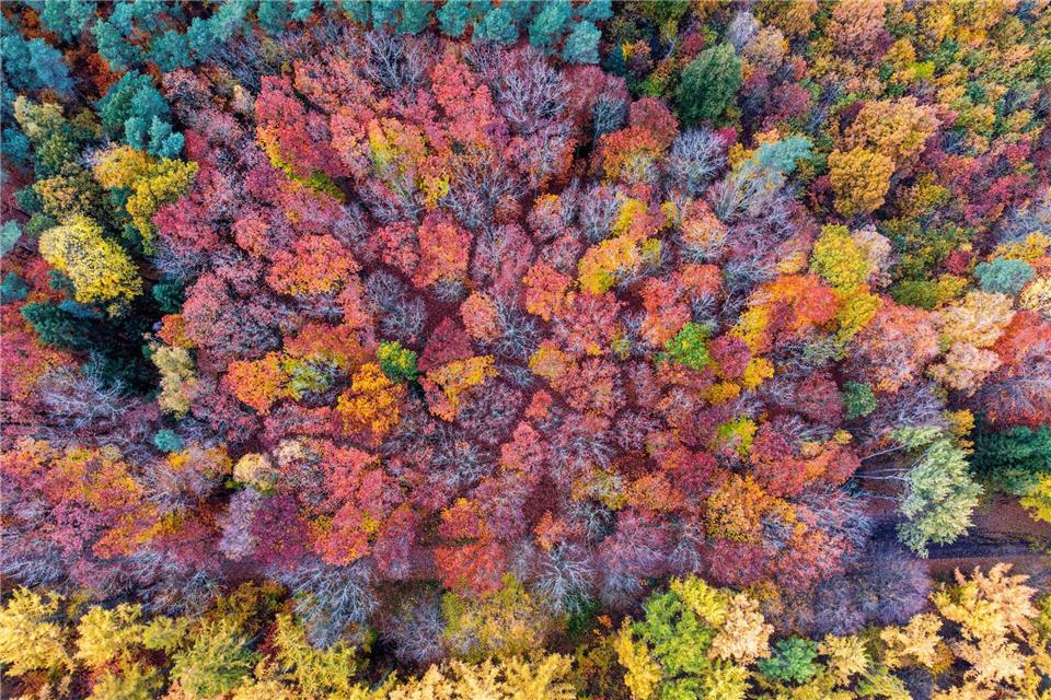 Trotz Orkanen, Waldbränden und Temperaturrekorden ist der Wald in MV in den zurückliegenden Jahren gewachsen. (Archivbild)Jens Büttner/dpa